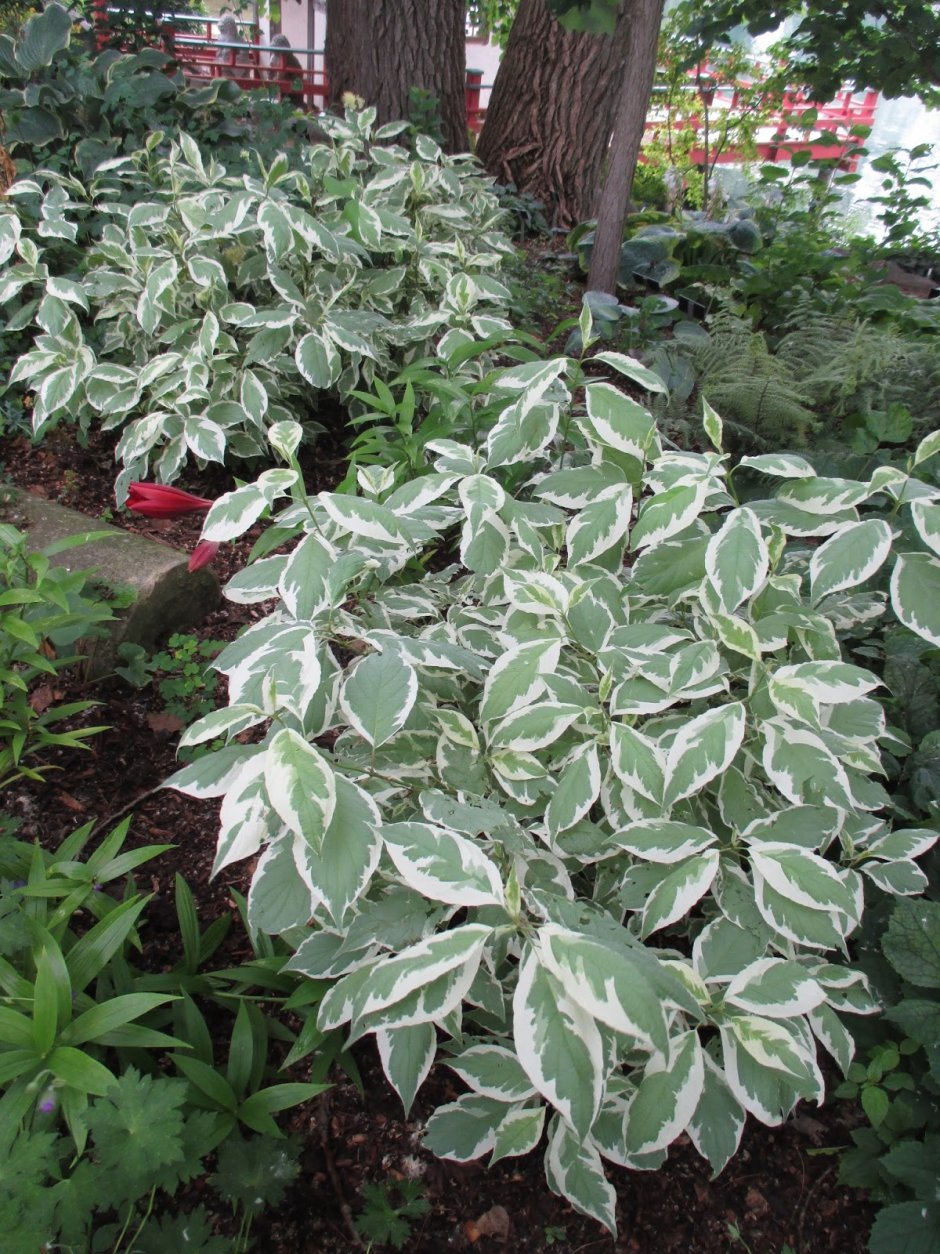 Дерен белый (Cornus Alba &#96;Ivory Halo&#96;)