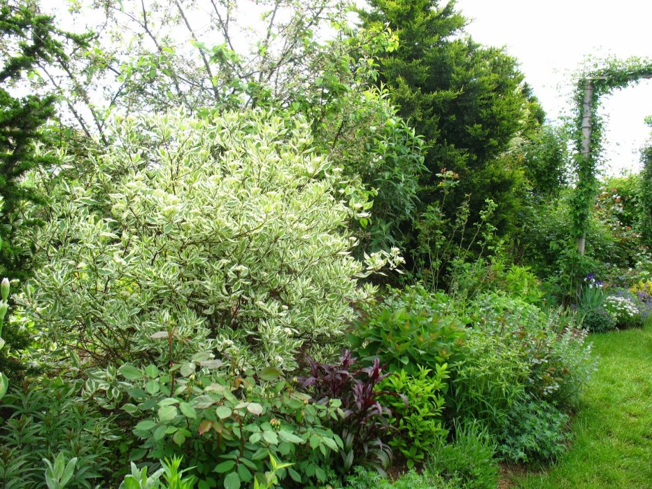 Дерен морщинистый (Cornus rugosa lam.)