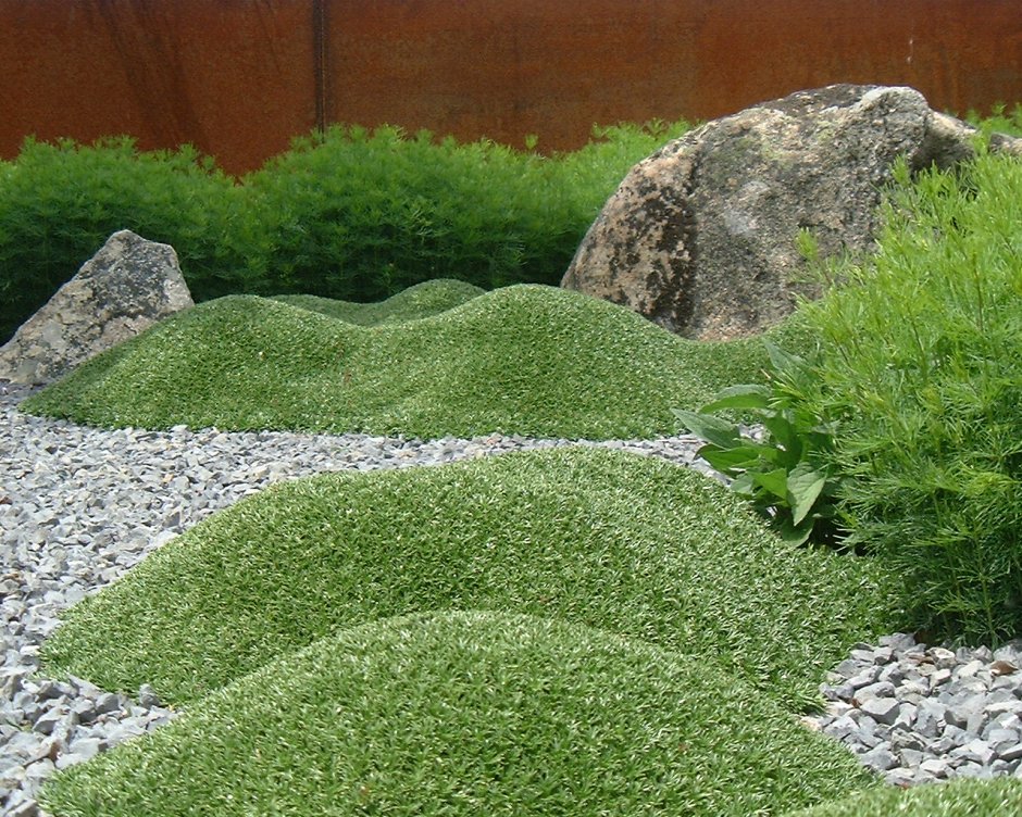 Мшанка шиловидная 'Green Moss'
