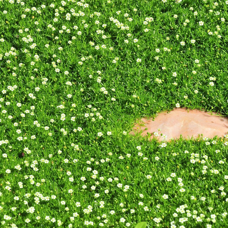 Мшанка шиловидная ирландский мох