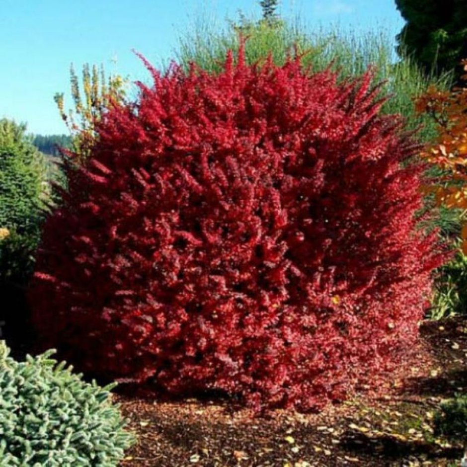 Berberis thunbergii Голден ринг