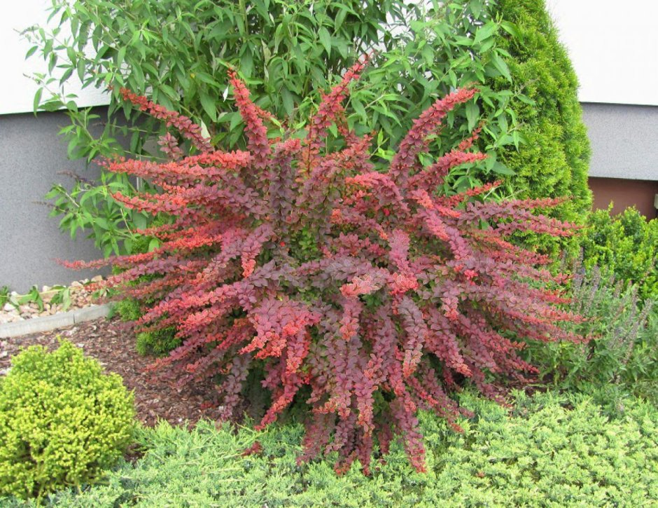 Berberis thunbergii Голден ринг