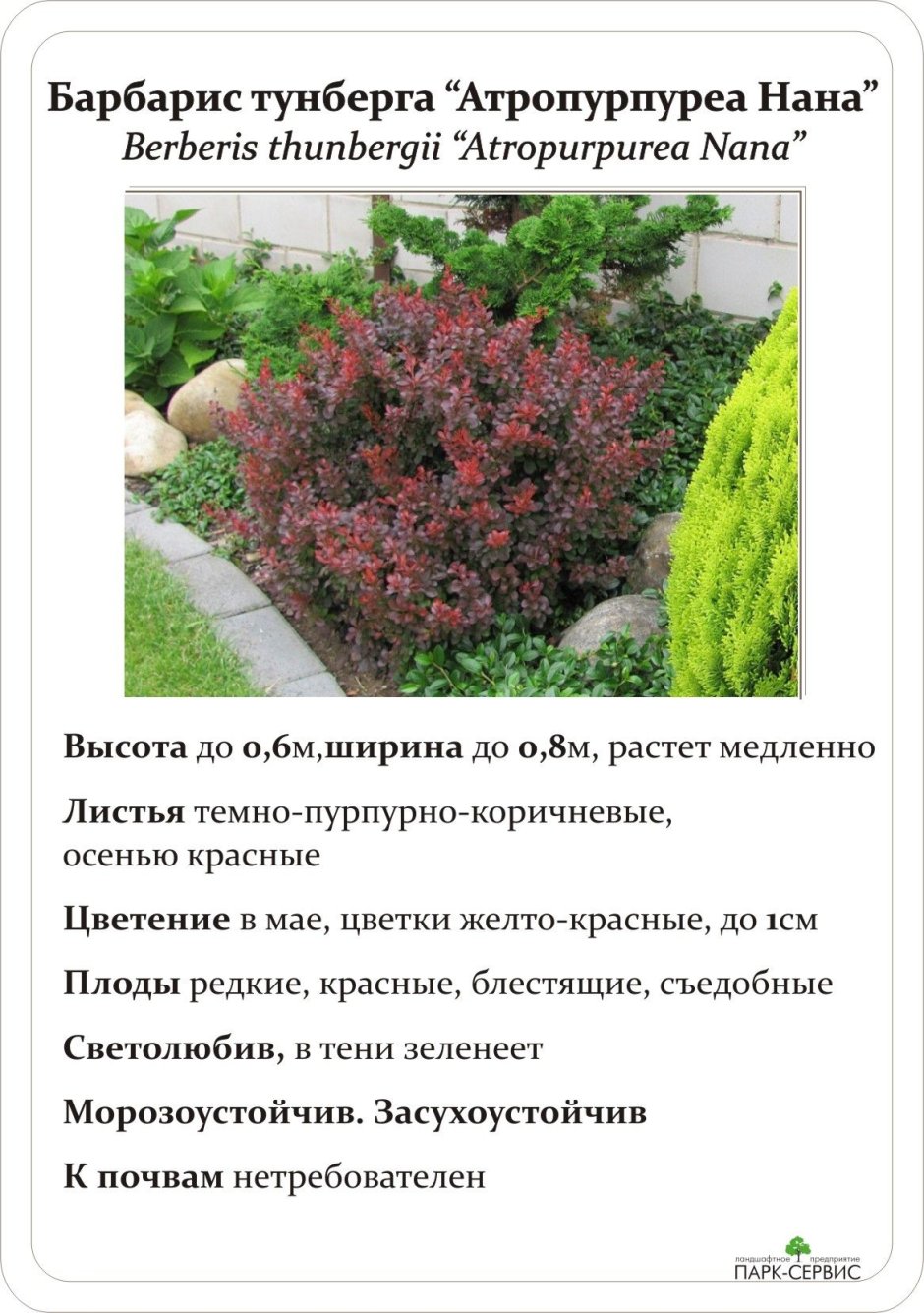 Барбарис Тунберга admiration