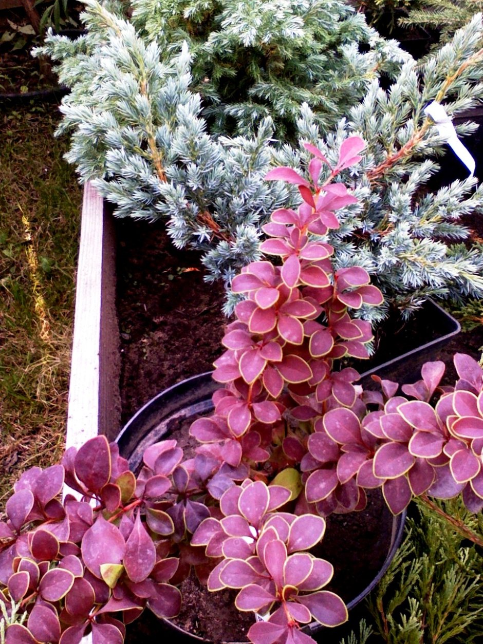 Барбарис Тунберга (Berberis thunbergii)