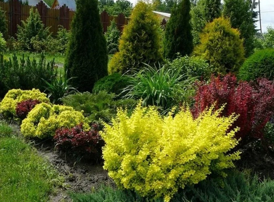 Барбарис Тунберга (Berberis thunbergii)