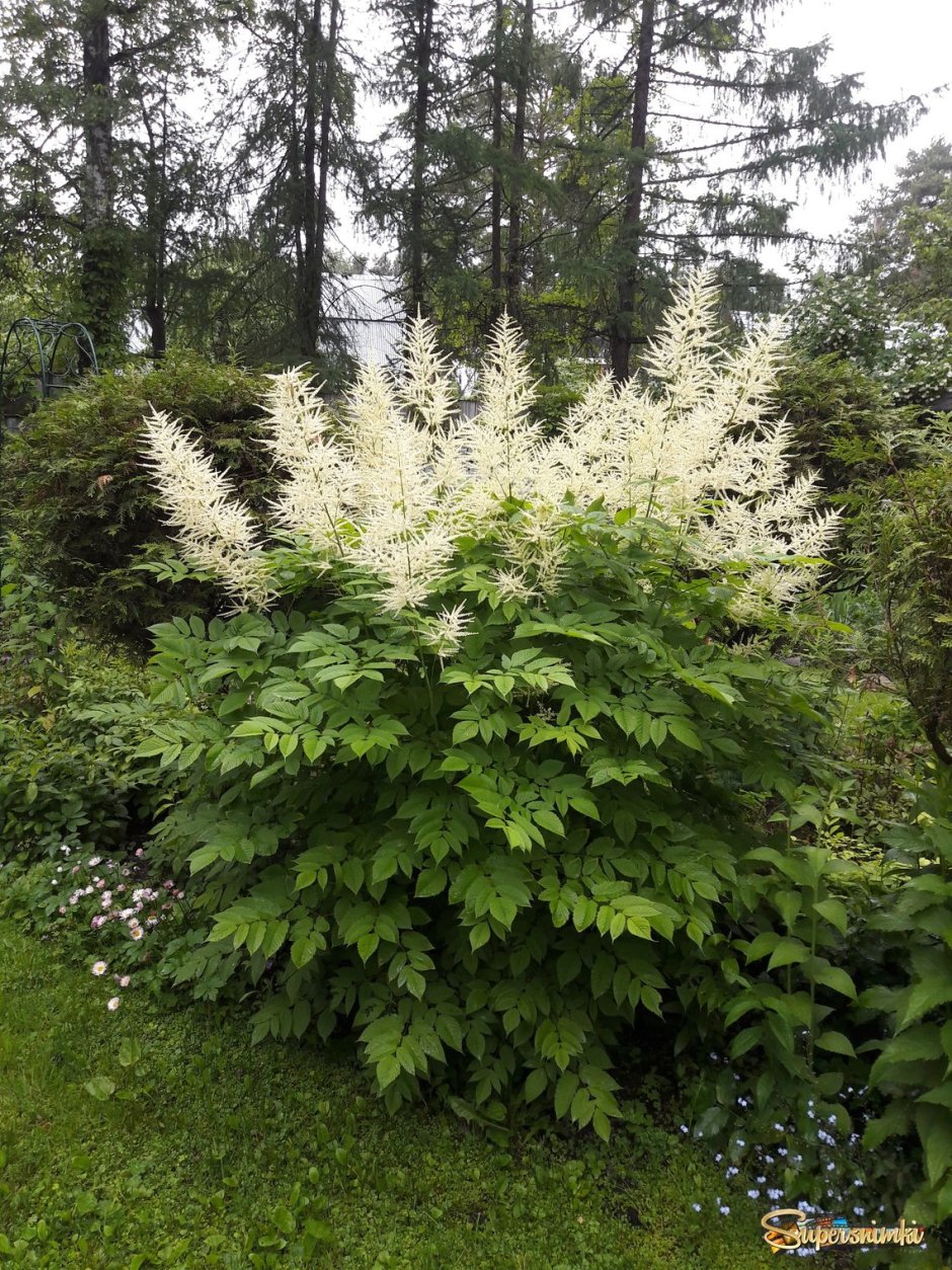 Волжанка двудомная (Aruncus dioicus)