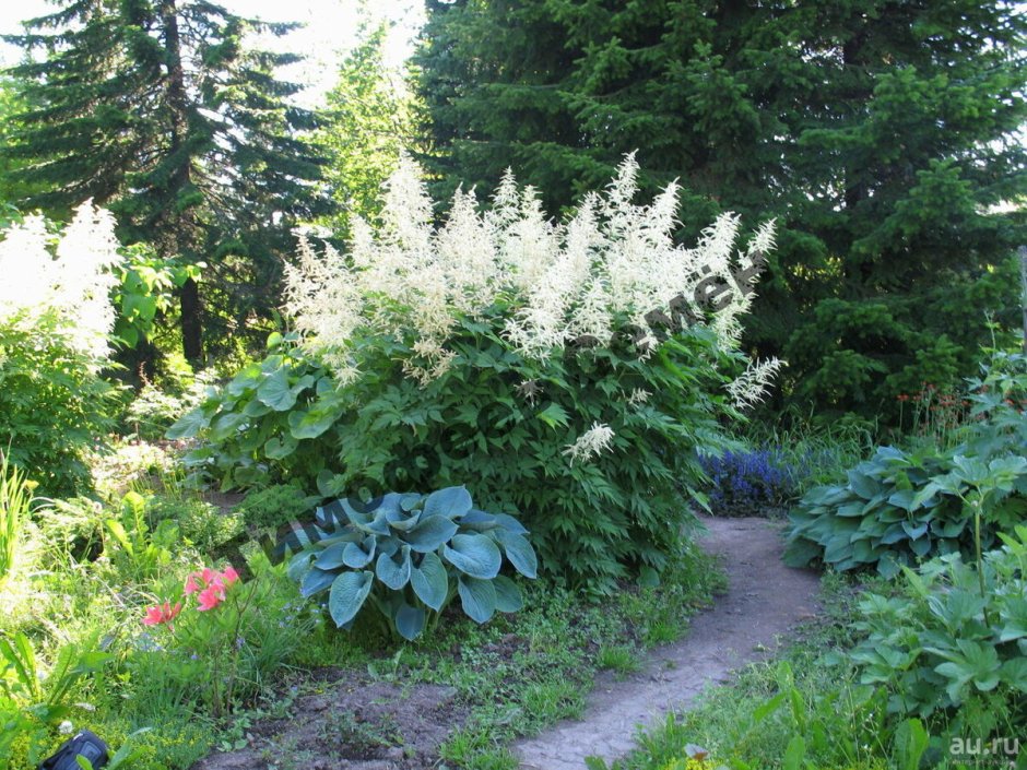 Волжанка двудомная (Aruncus dioicus)