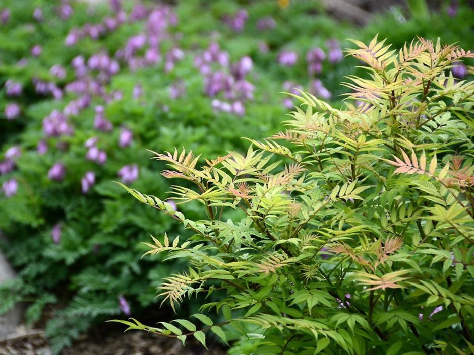 Рябинник рябинолистный (Sorbaria sorbifolia)