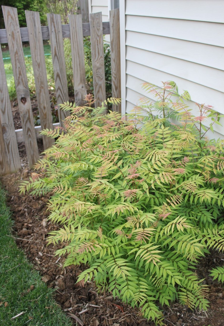 Рябинник рябинолистный (Sorbaria sorbifolia)