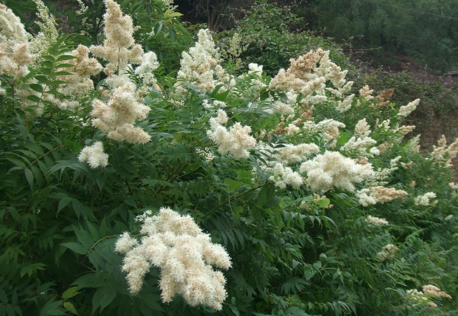 Рябинник рябинолистный (Sorbaria sorbifolia)