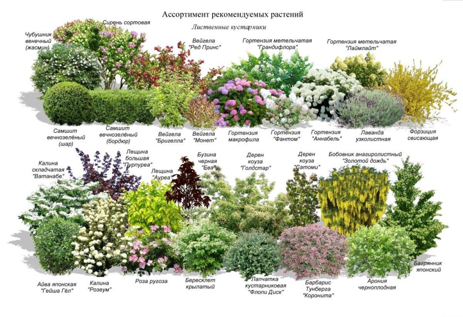 Миксбордеры в ландшафтном дизайне схемы