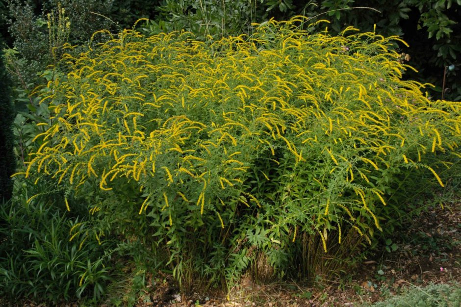 Золотарник (Solidago) «Golden Dwarf»