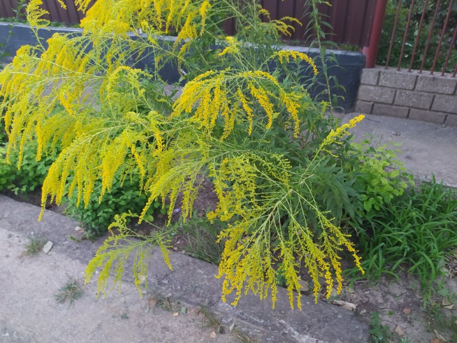 Золотарник Даурский (Solidago dahurica)