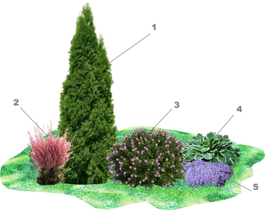 Рокарий схема посадки растений