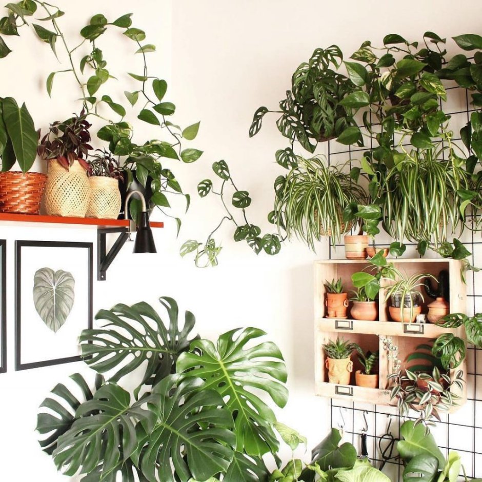 Монстера деликатесная (Monstera deliciosa)