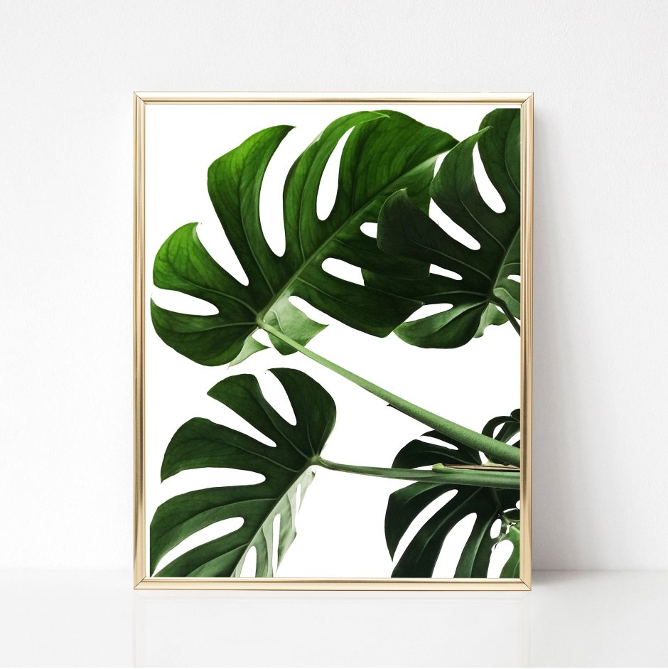 Постер Сканди Monstera