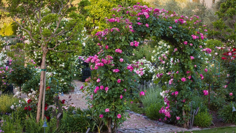 Мускусные розы в дизайне сада