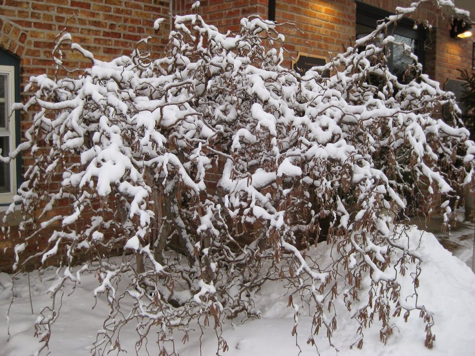 Лещина обыкновенная Corylus avellana “contorta”