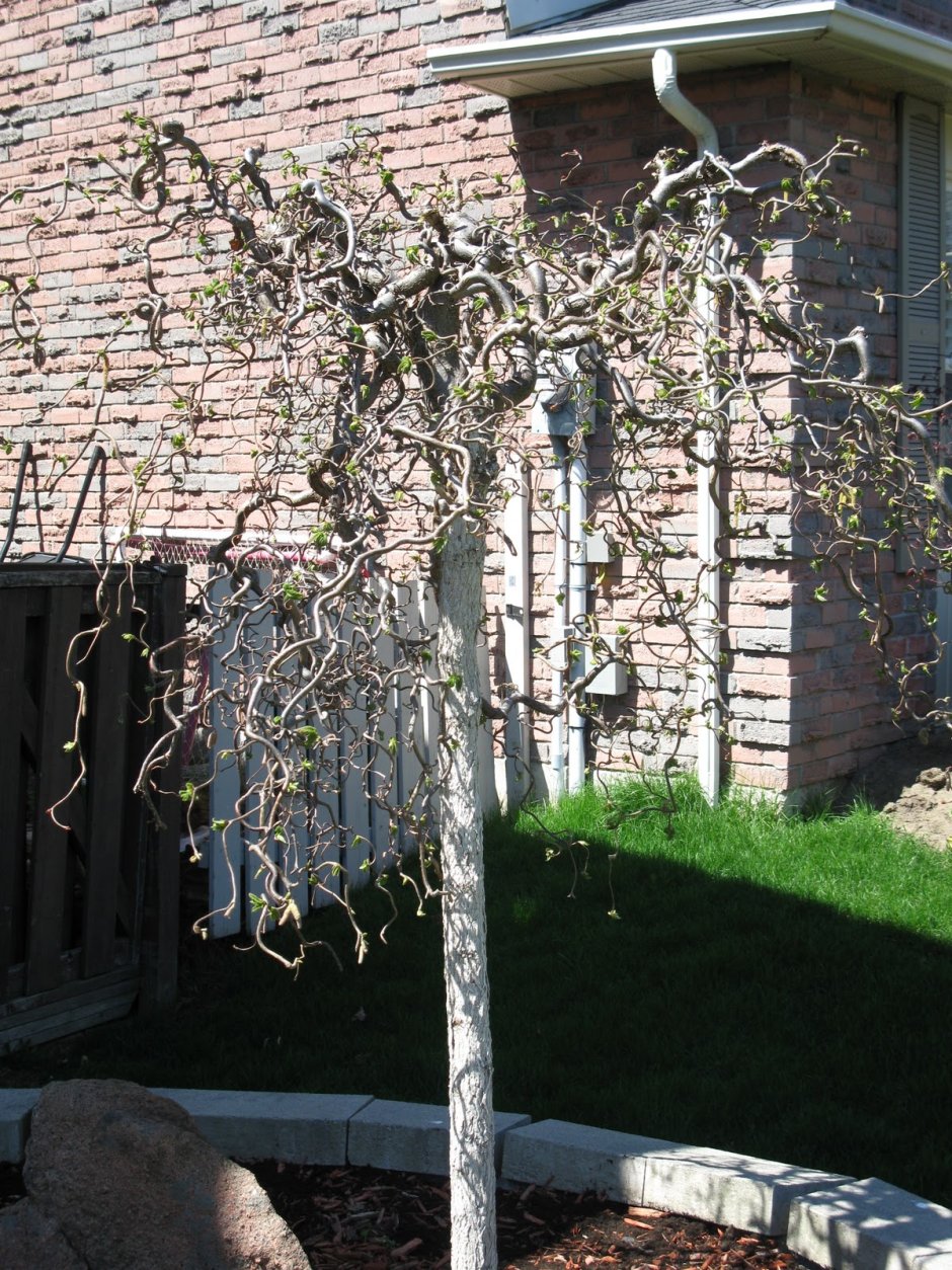 Corylus avellana Red Majestic