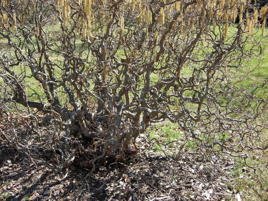 Corylus avellana Red Majestic