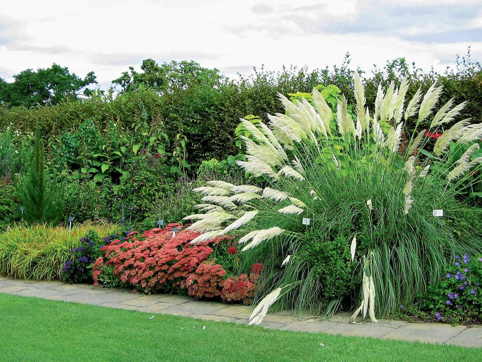 Panicum Fountain