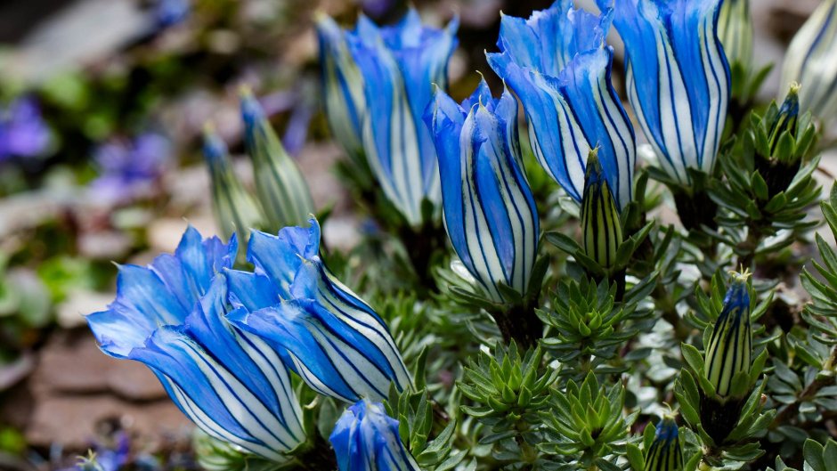 Gentiana Arethusae