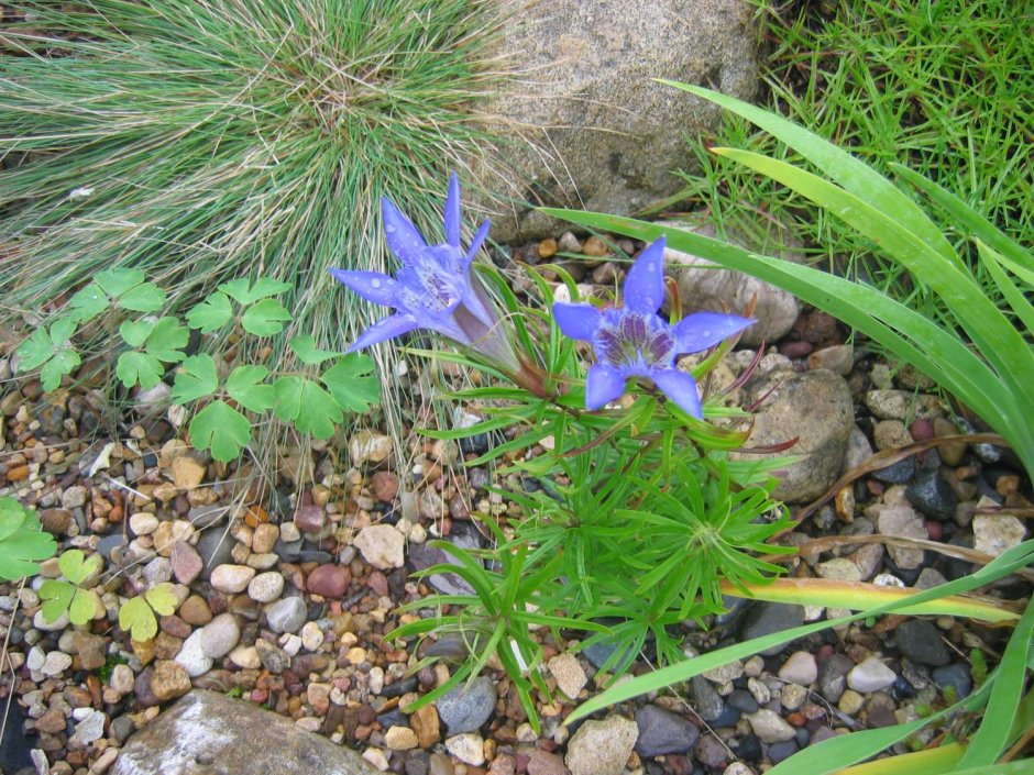 Горечавка Gentian acaulis "Blue Magic"