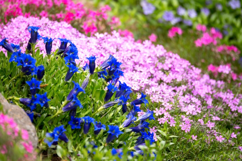 Цветы первоцветы синие мускари