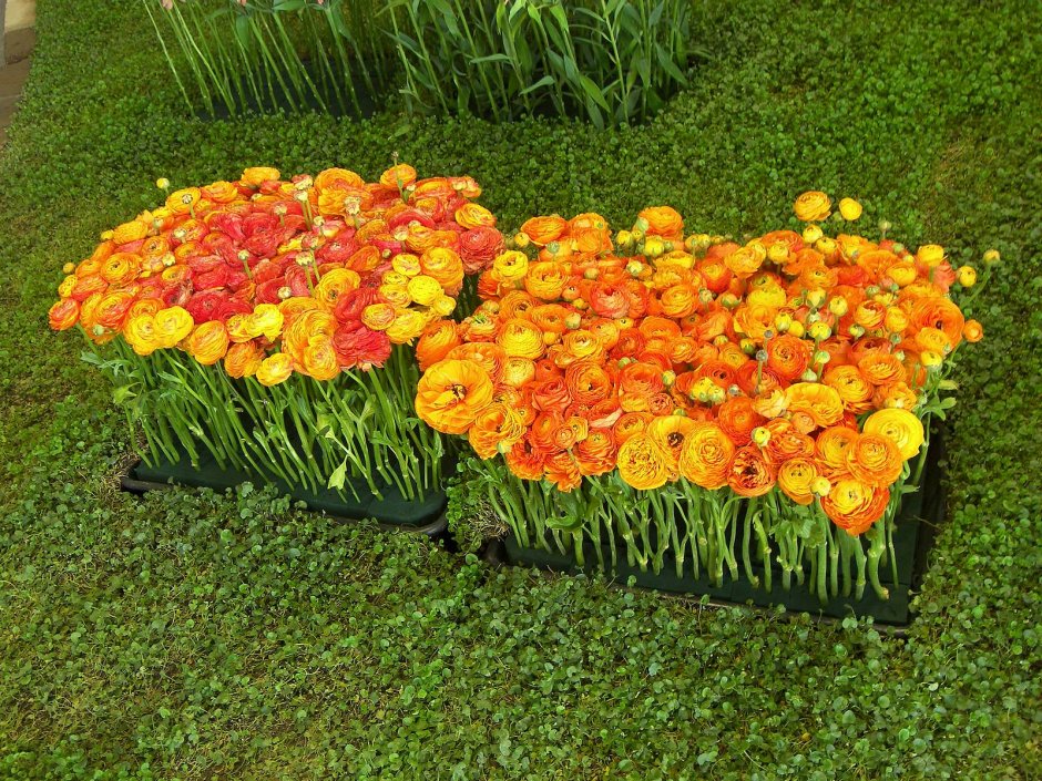 Ранункулюс на клумбе
