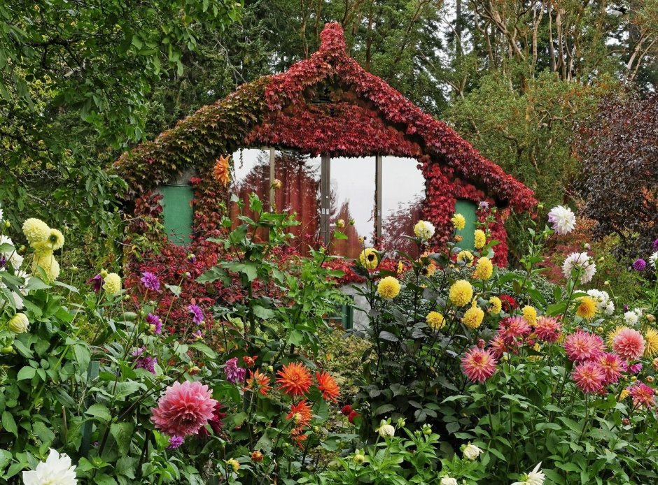 Георгины в миксбордере