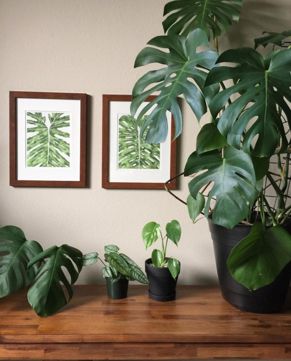 Сканди Monstera