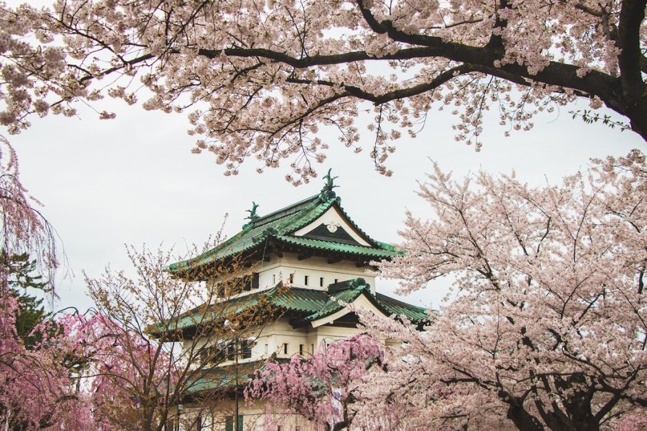 Аллея Сакуры в Японии цветение