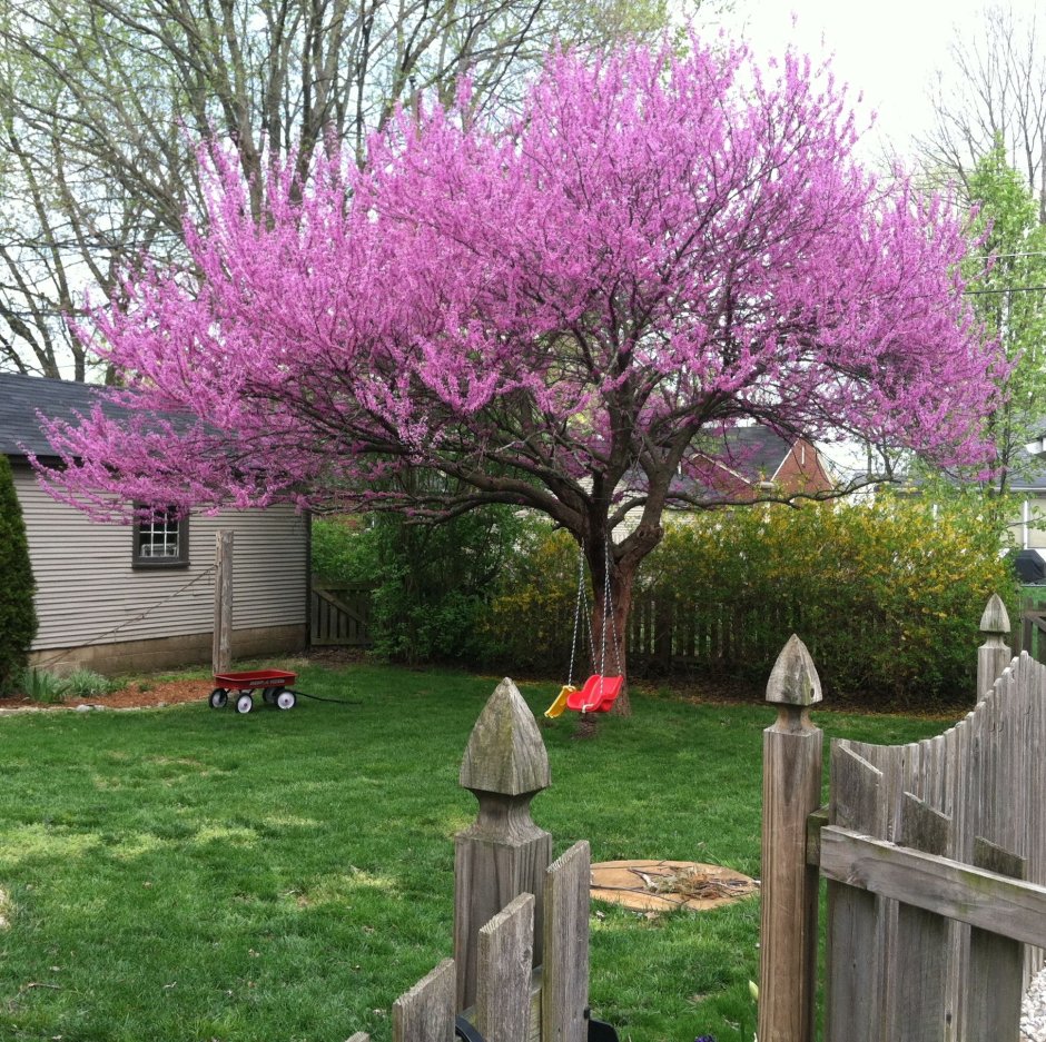 Дерево Redbud Cercis