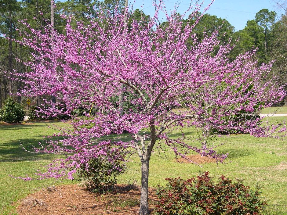 Дерево Redbud Cercis