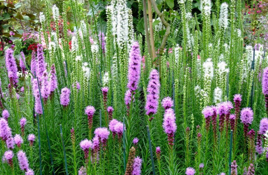 Veronica spicata. 'Heidekind'