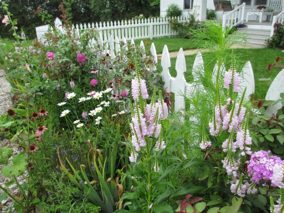 Лиатрис спиката spicata