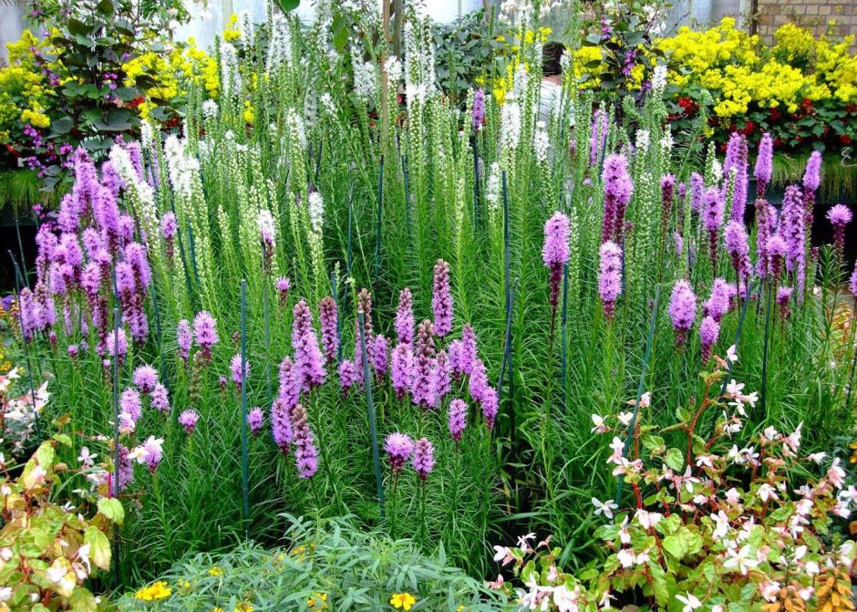 Вероника Veronica spicata Heidekind