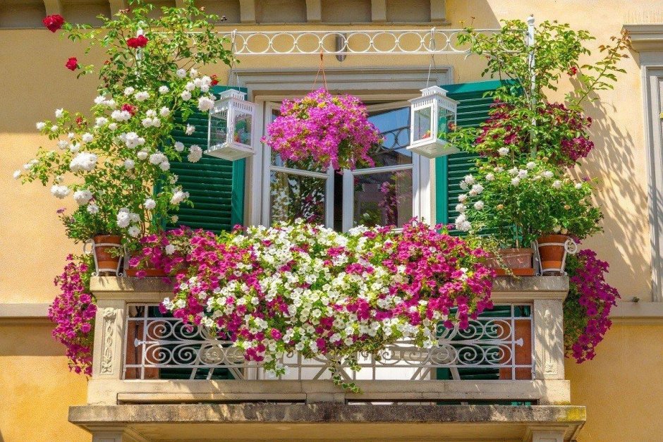 Петуньи цветы на балконе