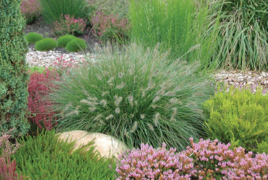 Pennisetum setaceum (Purple Fountain grass)