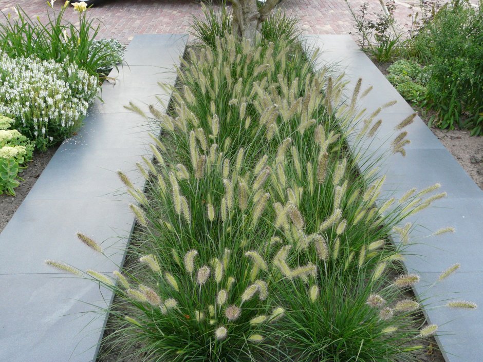 Пампасная трава в ландшафтном дизайне