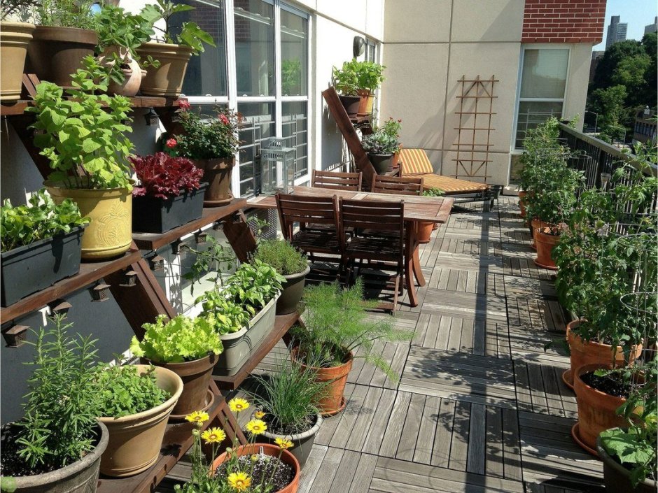 Озеленение балкона растения