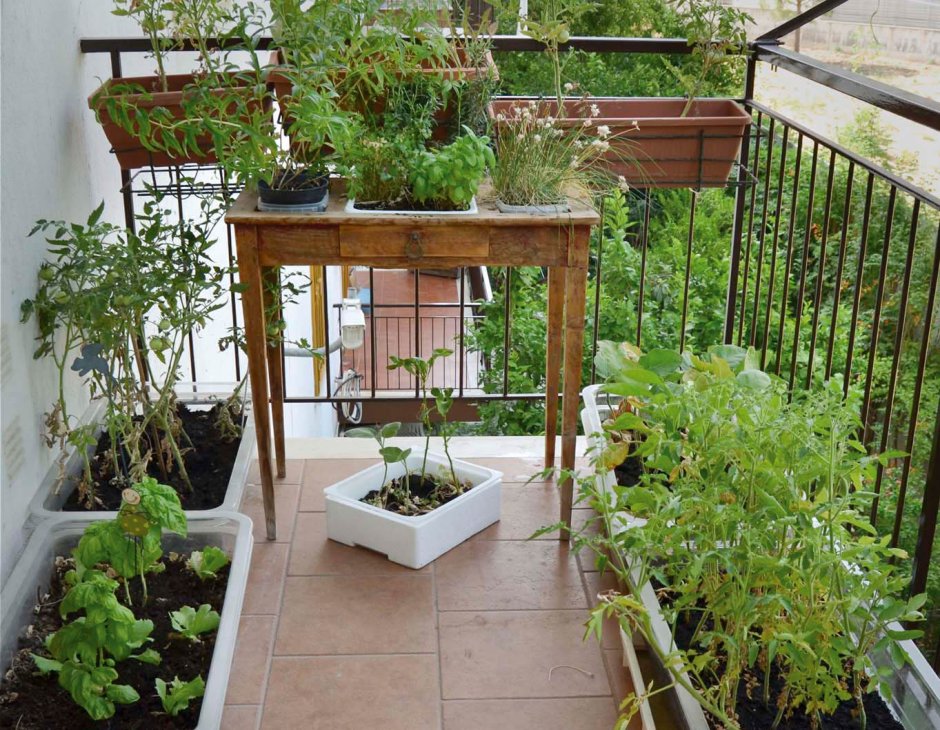 Декоративный огород на балконе