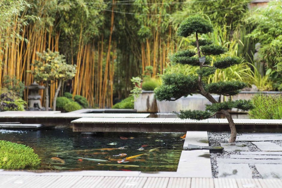 Японский сад бамбук и ниваки