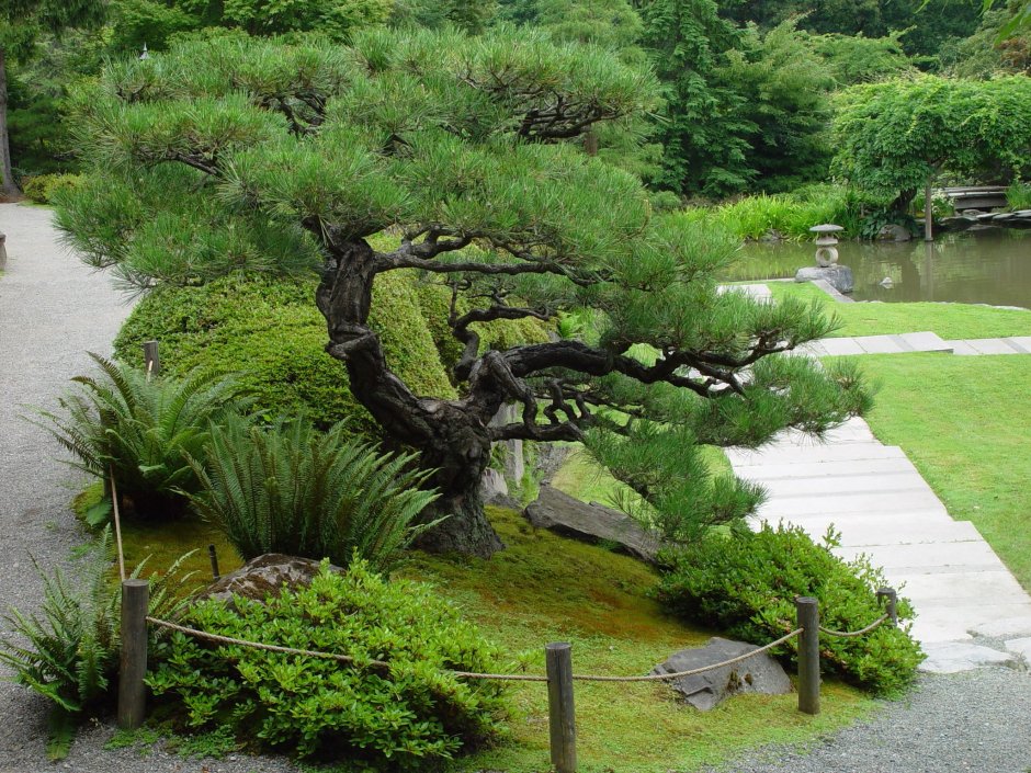 Pinus sibirica в японском саду