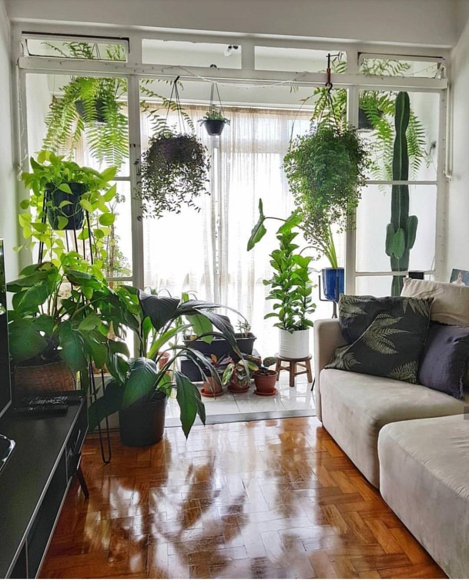 Комната с растениями в доме