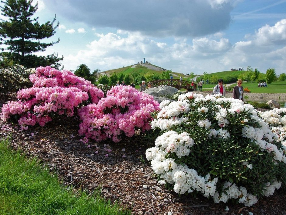 Сад азалий (Azalea Garden). В Кью