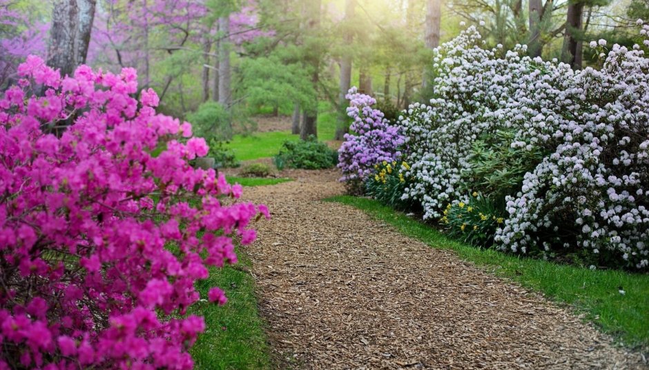 Рододендрон садовый в ландшафтном дизайне