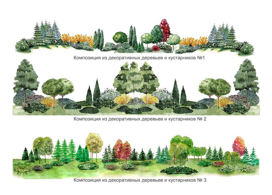 Миксбордер из деревьев и кустарников схема