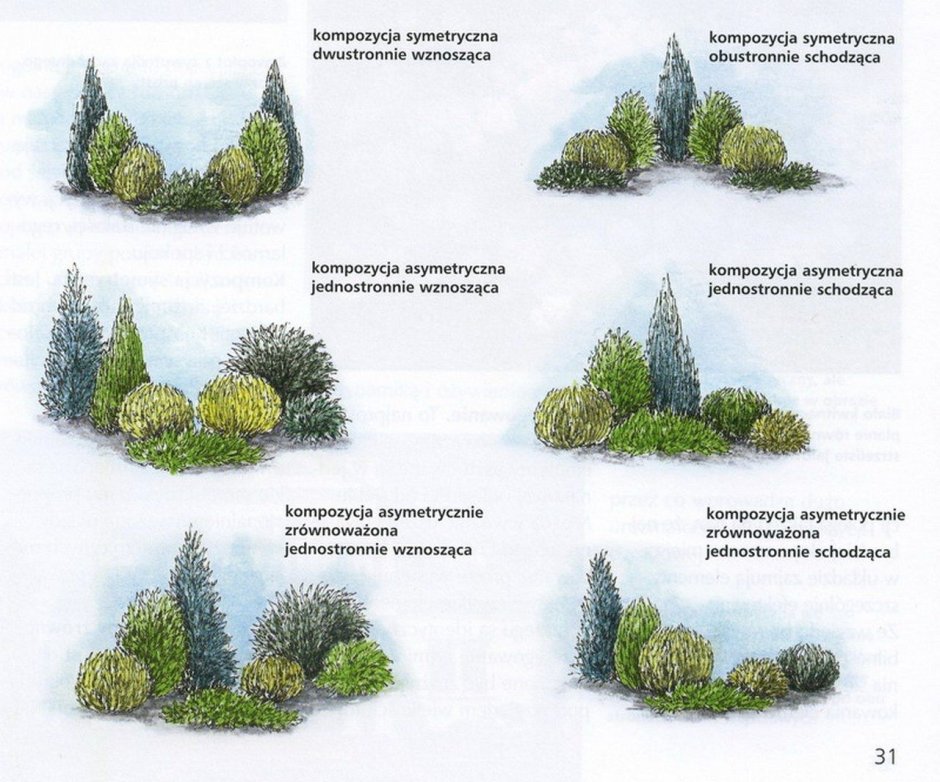 Схемы ландшафтные композиции с хвойниками