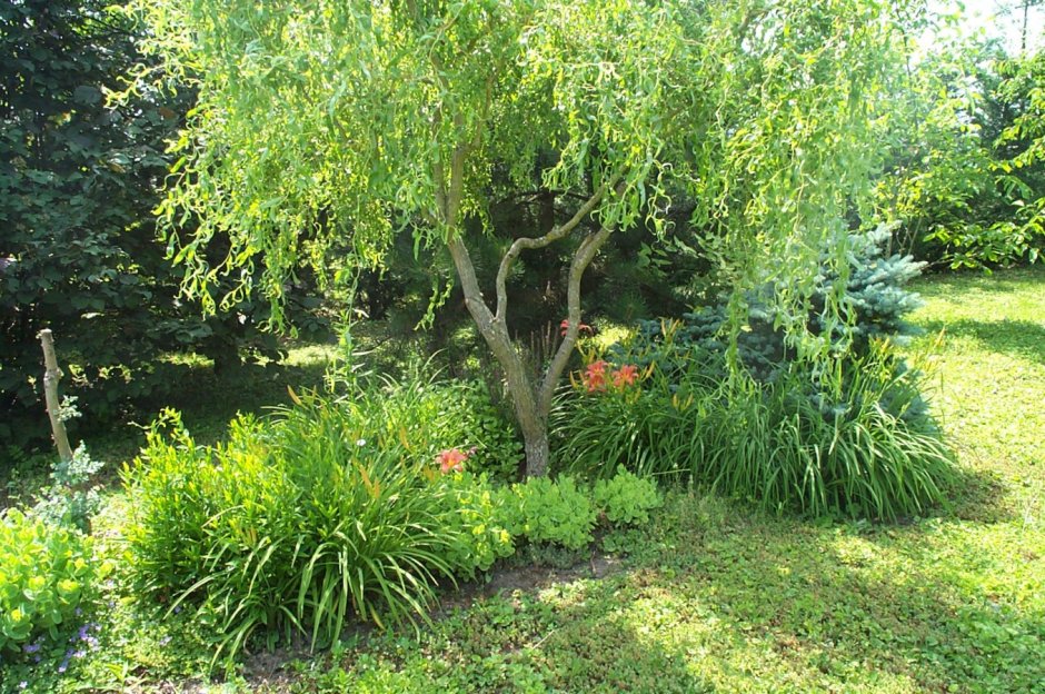 Плакучая Ива в саду